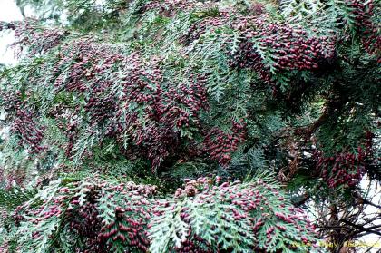 Chamaecyparis lawsoniana